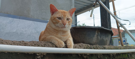 Orange cat on the roof of the house. Cat looking at the camera.の写真素材