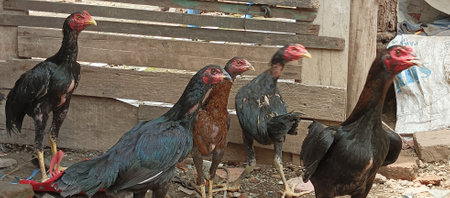 Cockfighting in the village of Phetchaburi, Thailandの写真素材