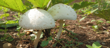 Mushrooms growing in the garden on a sunny summer day.の写真素材