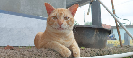 Orange cat sitting on the floor in the garden.の写真素材