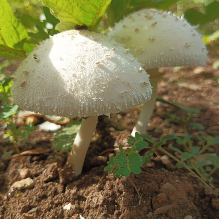 White mushrooms growing in the garden. Shallow depth of field.の写真素材