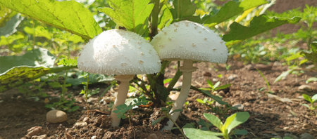White mushrooms growing in the vegetable garden. Selective focus. nature.の写真素材