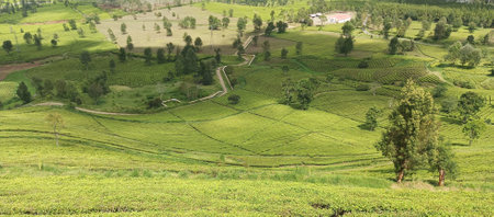 Tea Plantation on the Mountain in Chiang Rai Province, Thailandの写真素材