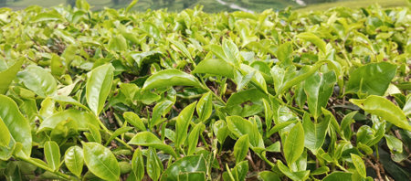 Green tea leaves on tea plantation in Cameron highlands, Malaysia.の写真素材