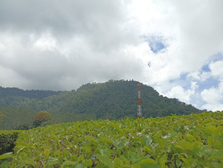Tea Plantation in Chiang Rai Province.の写真素材