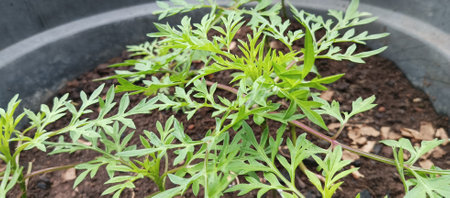 Close up of small seedlings of marigold plant in potの写真素材