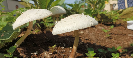 mushrooms growing in the garden on a sunny summer day.の写真素材