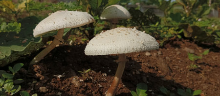 Macrolepiota procera mushroom growing in the garden.の写真素材