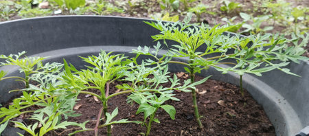 Tomato seedlings in a pot, ready to be planted.の写真素材