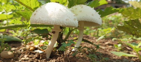 White mushroom growing in the garden, close-up. Nature backgroundの写真素材