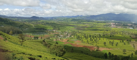 Panoramic view of tea plantation in the north of Sri Lankaの写真素材