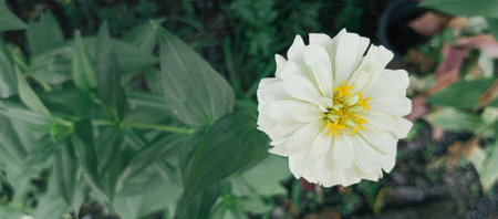 Zinnia elegans, Zinnia elegans, Zinnia violacea Cav.の写真素材