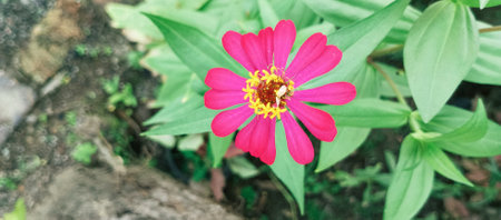 pink zinnia flower blooming in the garden with blur backgroundの写真素材