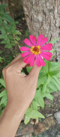 Hand holding pink zinnia flower in the garden, stock photoの写真素材