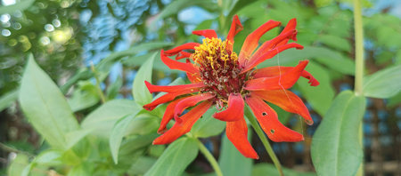 Zinnia elegans, commonly known as the Mexican zinnia, is a species of flowering plant.の写真素材
