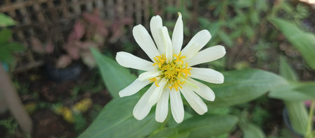 White zinnia flower in the garden. (Zinnia elegans)の写真素材
