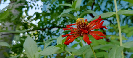 Zinnia elegans is a species of flowering plants in the sunflower family.の写真素材