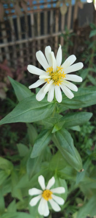 Zinnia elegans, Zinnia elegans, white flowerの写真素材