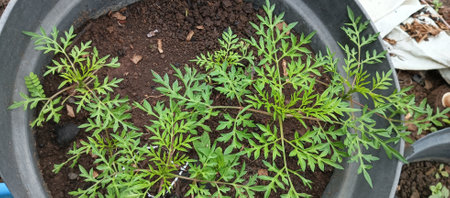 Close up of a plant in a pot with soil in the gardenの写真素材