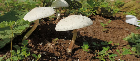 Mushrooms growing in the vegetable garden on a sunny day.の写真素材