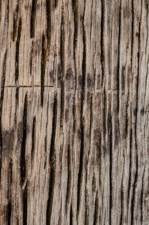 Close-up of tree trunkの写真素材