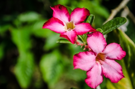 Impala Lily  Scientific name is Adenium obesum Balfの写真素材