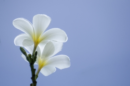 beautiful frangipani on blue skyの写真素材