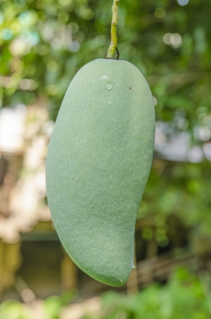 Green mangoes hanging from a treeの写真素材