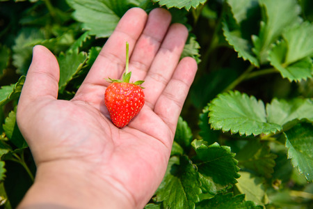 The Strawberry on a left hand.の写真素材