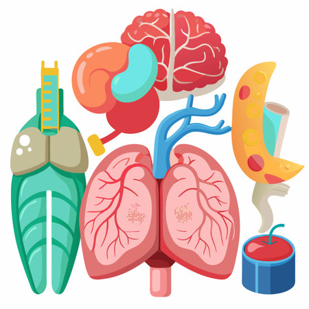 Exploring Human Anatomy: A Detailed Collection of Brain, Heart, and Lung Modelsのイラスト素材