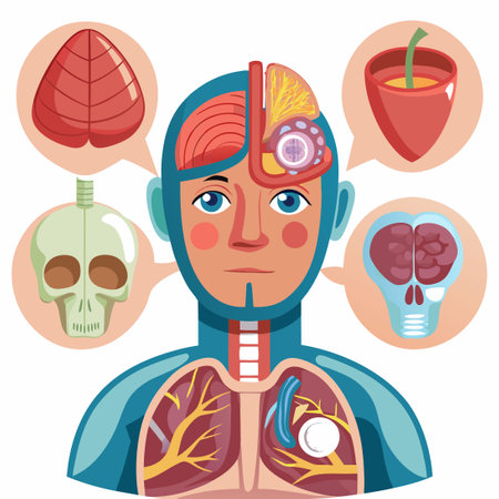 Cross-Sectional View of Human Head, Lungs, and Respiratory Systemのイラスト素材