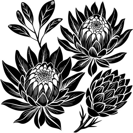 Botanical Collection of Vintage Protea Flowers in Vector Formatのイラスト素材