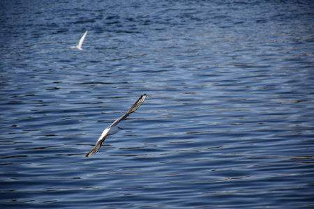 Birds Flying over River Nile/ beautiful view for Aswan Egypt and Nubian Egyptian culture. sailing...