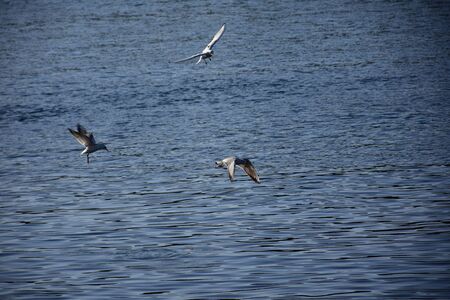 Birds Flying over River Nile/ beautiful view for Aswan Egypt and Nubian Egyptian culture. sailing boat sailing in the River Nile and harbor with birds and local houses on the 2 sidesの写真素材