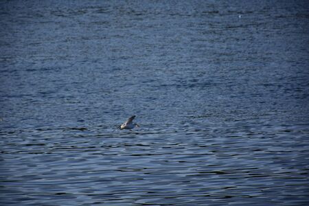 Birds Flying over River Nile/ beautiful view for Aswan Egypt and Nubian Egyptian culture. sailing boat sailing in the River Nile and harbor with birds and local houses on the 2 sidesの写真素材