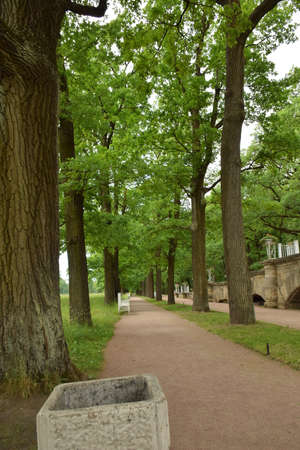View for Pathway and Forest tall trees with green leaves in Russia , Moscow , Europe  out door park , horizontal landscape for natureの写真素材