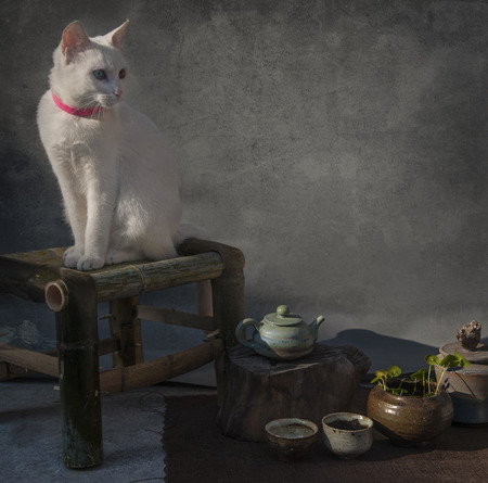 Close up to a white cat on a stoolの写真素材