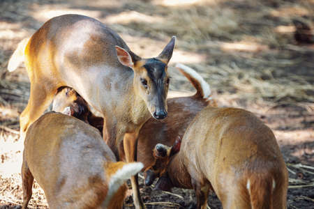 Reevess muntjac, also known as Chinese muntjac.の写真素材