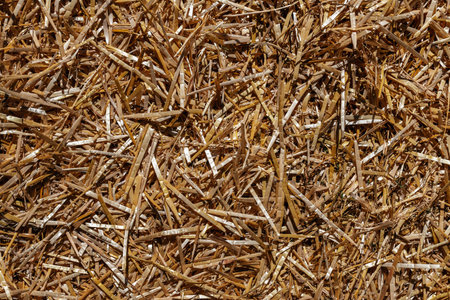 Straw background. Dry straw, hay straw yellow background texture