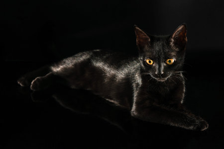 Portrait of a black cat on a black background