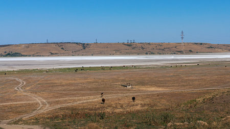 Blue sky over the vast steppes and drying estuary. Scenic countryside with cattle grazing in...