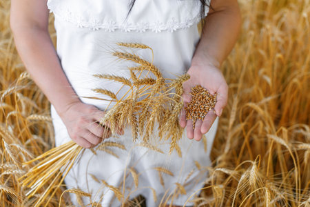 Woman wearing white dress hold wheat ears in one hand and wheat grains in other on background of field. Harvest concept.の写真素材