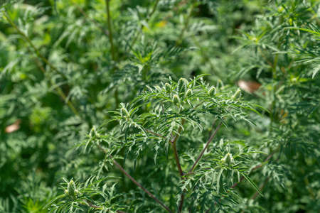 Ambrosia is a source of allergies. Blooming ragweed in nature, close up. Selective focusの写真素材
