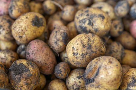 Organic potato harvest close up. Freshly harvested potato. Fresh organic whole potato. Selective focus.の写真素材