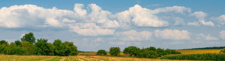 Rural landscape, panorama, banner - yellow wheat field after harvesting near a cornfield and sunflowers and green tree in the distance, blue cloudy sky.の写真素材