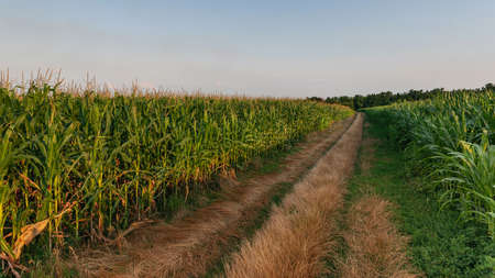 Road in the middle of cornfields. Cornfield in the summer landscape with road.の写真素材