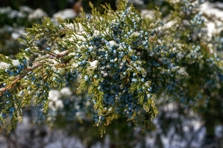Winter snow juniper branch on a white background close-up. Juniperus communis with berries covered...