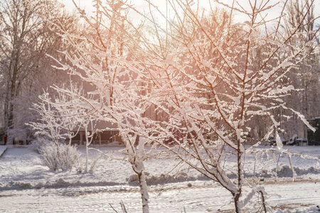 Sunset in the wood between the trees strains in winter period. Trees covered in snowの写真素材