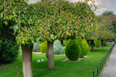 Green trees in beautiful park. Beautiful landscaping at park with trees, evergreen bushes and green...