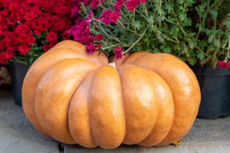 Big orange ornamental pumpkin on the doorstep as a part of Thanksgiving or autumn decoration. Close upの写真素材